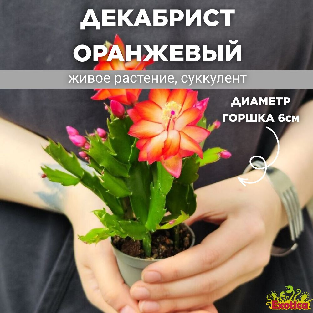 Декабрист Оранжевый, или Шлюмбергера (Schlumbergera Tendenza Orange) D6см  #1