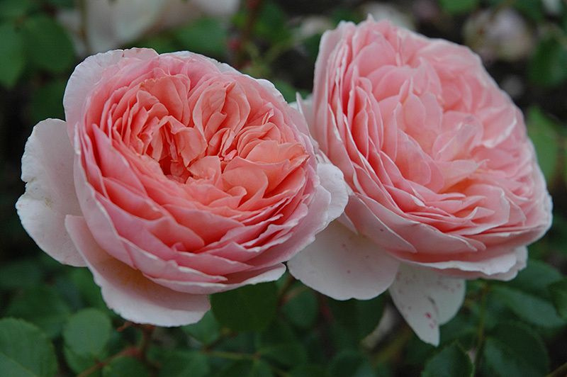 Роза английская Абрахам Дерби - купить с доставкой по выгодным ценам в ...