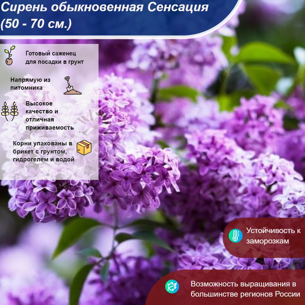 Саженец #1
