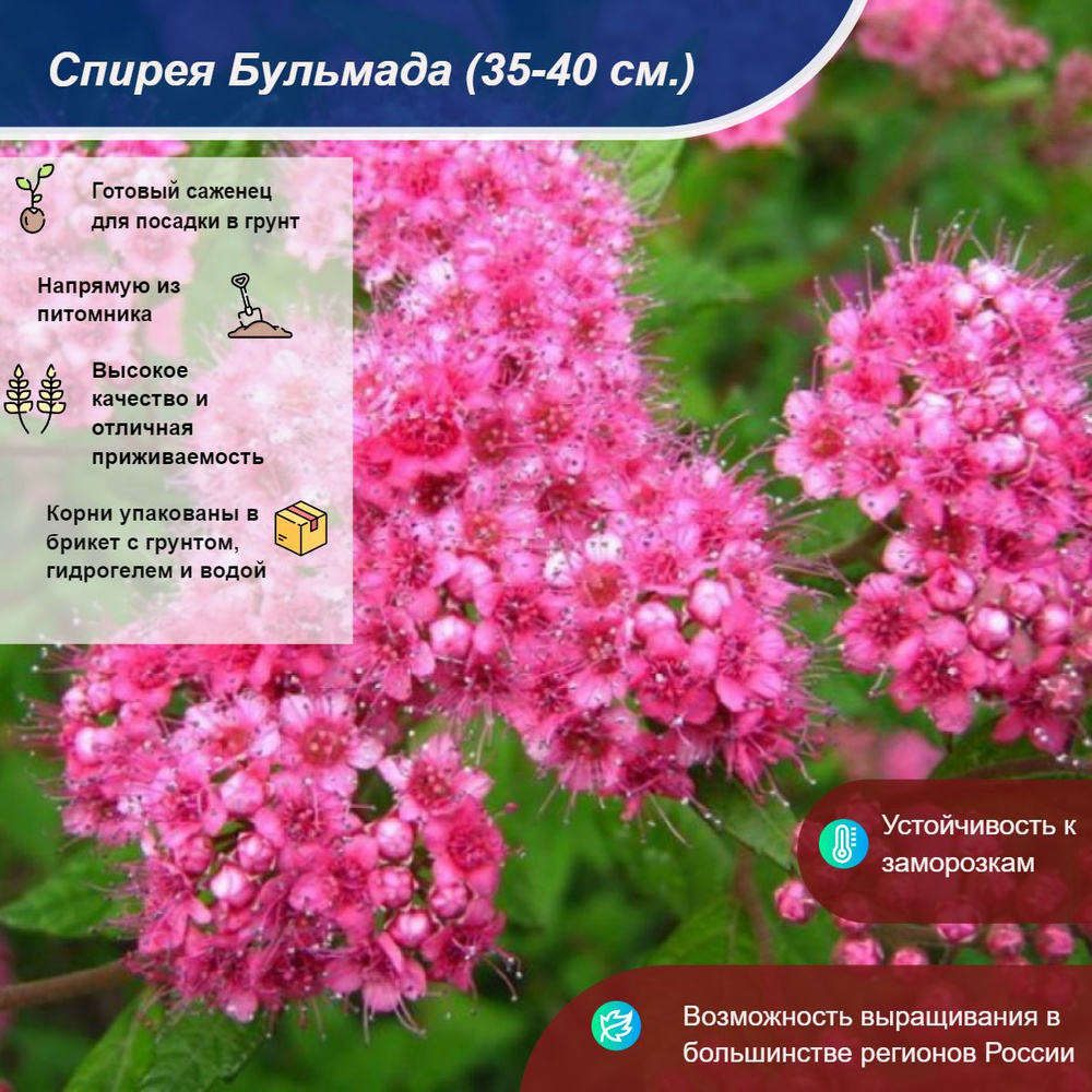 Саженец #1