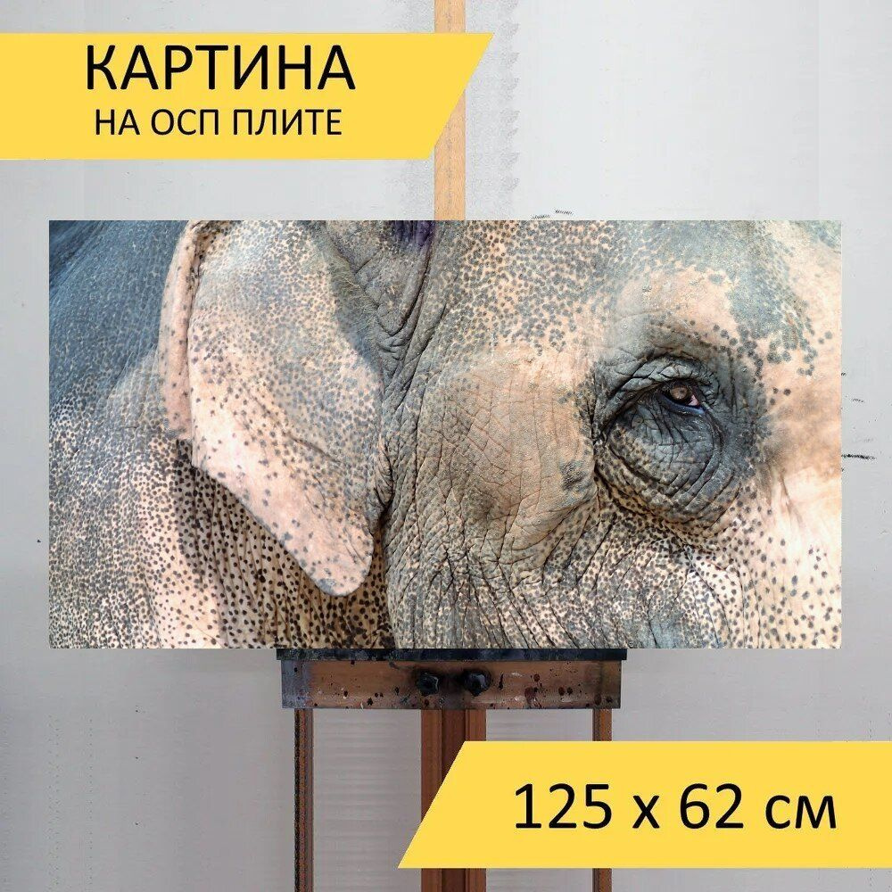 LotsPrints Картина "Слон, глаз, таиланд 50", 125  х 62 см #1