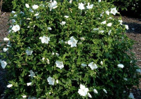 ГибискусТотусАльбуссаженцыдекоративныхкустарников