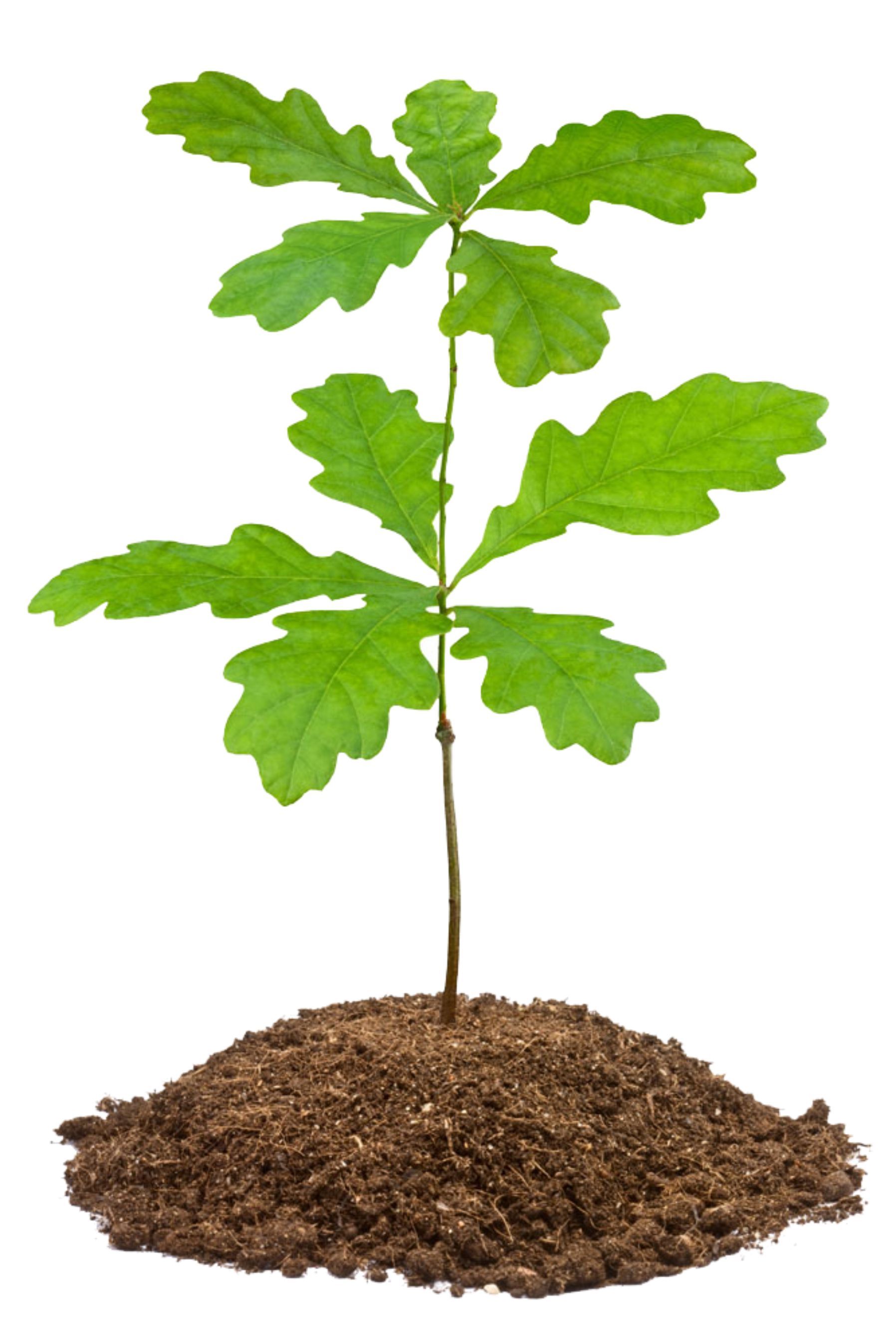 Дубок саженец. Сеянцы дуба черешчатого. Дуб черешчатый саженцы. Дубок саженец. Дуб красный саженцы.