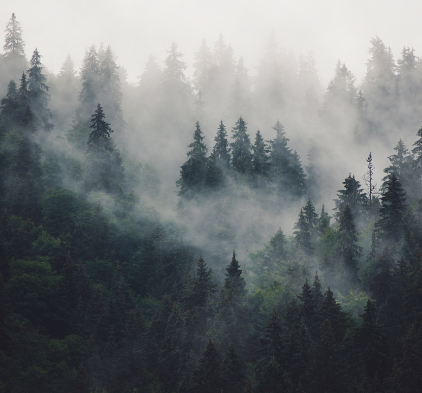 Фотообои GrandPik 2074 "Горный лес в тумане" (ШхВ), 300х280 см #1