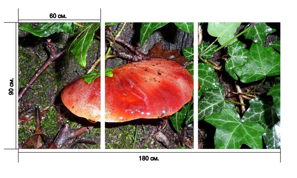 Гриб Печёночница обыкновенная (Fistulina hepatica) — как готовить, где растёт, как выглядит, фото