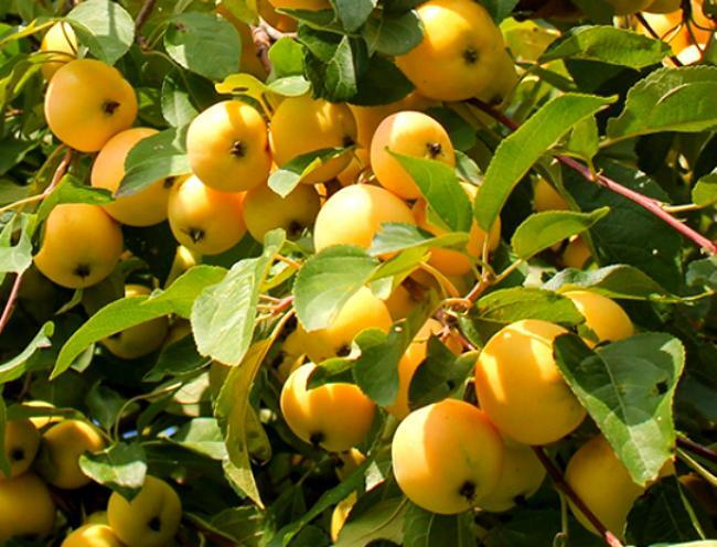 Сортовая яблоня Уральское наливное: описание и фото