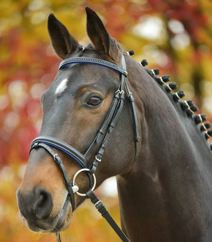Об уздечке для лошади: особенности использования узды и недоуздка