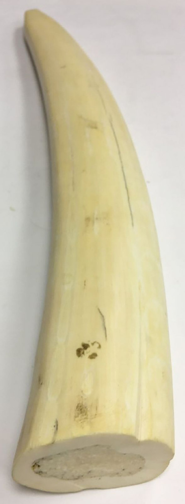 Клык моржа, настоящий, 50 см. (сост. на фото) - купить по выгодной цене ...