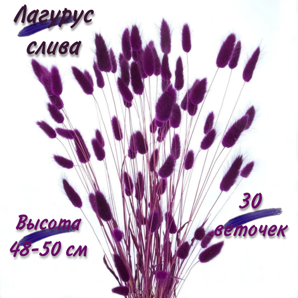 MC Букет из сухоцветов Лагурус, 50 см, 30 гр, 25 шт #1