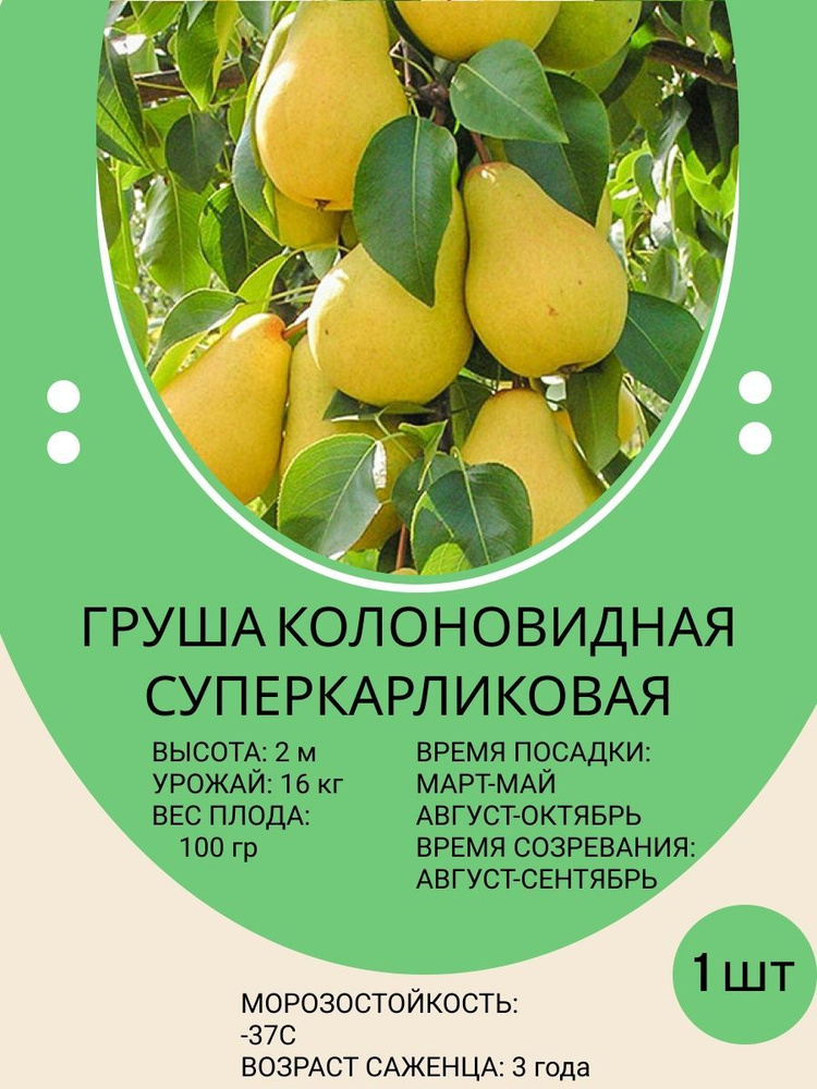Саженец груши Суперкарликовая колоновидная - купить с доставкой по ...