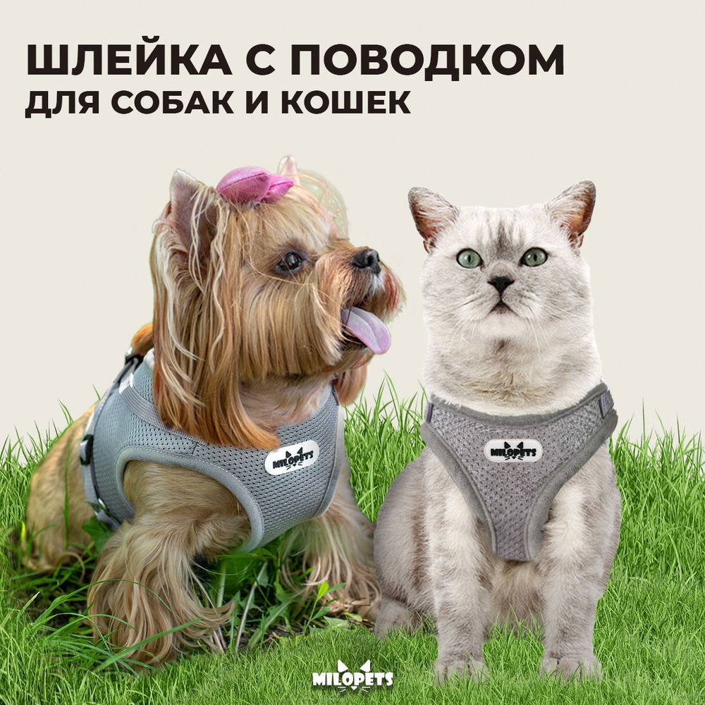 Шлейка для собак и кошек анатомическая MiloPets, с поводком 120 см, обхват  груди M 35-39 см, цвет серый - купить с доставкой по выгодным ценам в  интернет-магазине OZON (355779770)