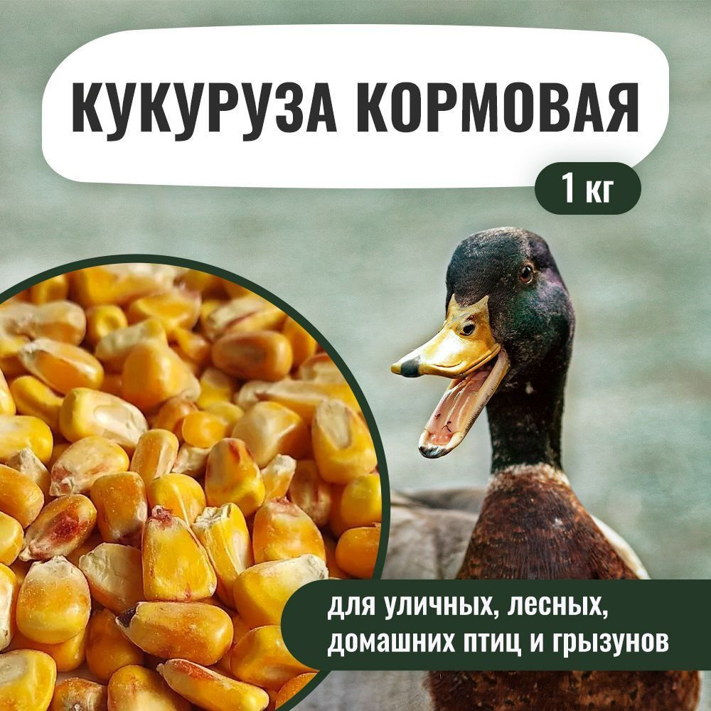 Кукуруза кормовая 1 кг. зерно. Корм для уличных лесных домашних птиц и ...