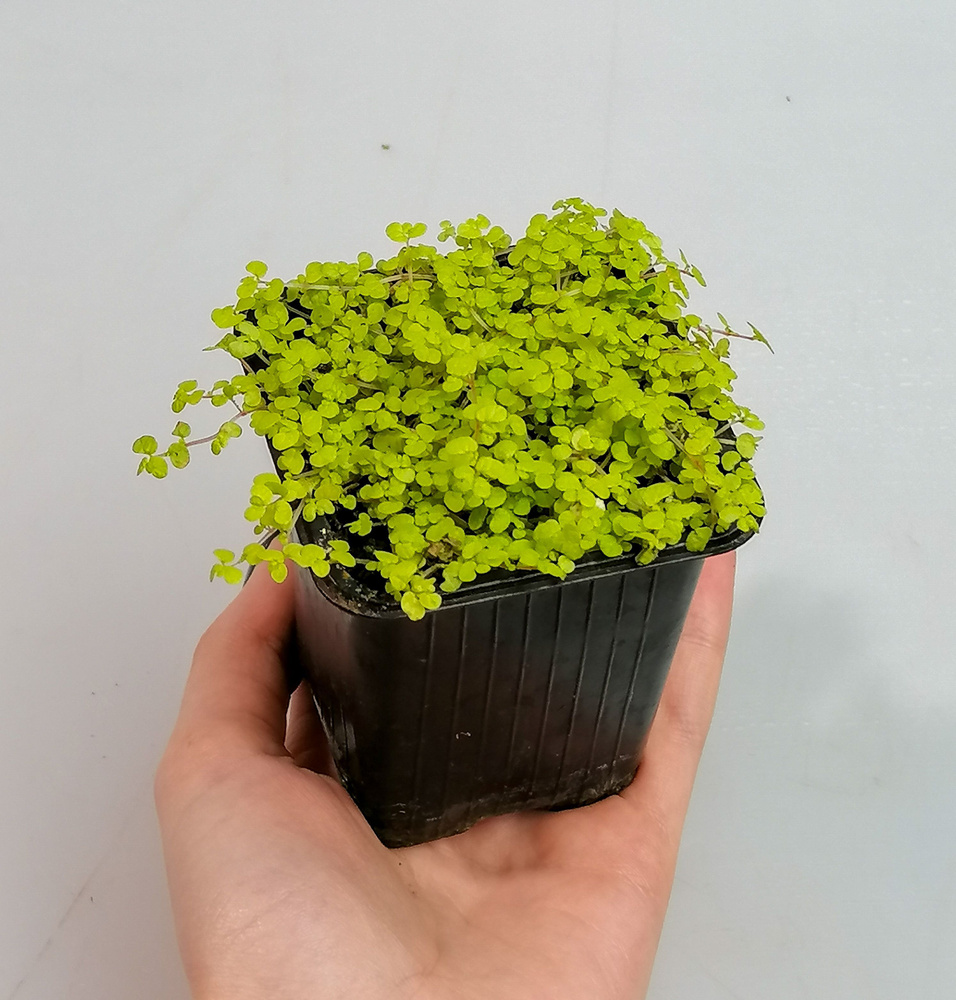 Soleirolia Soleirolii Aurea (Солейролия Ауреа) купить на OZON по низкой ...