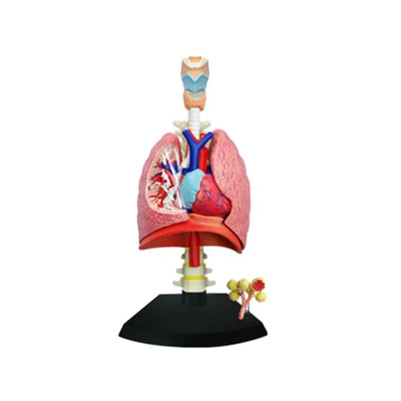 Анатомическая модель человеческих органов/обучающие развивающие игрушки ...