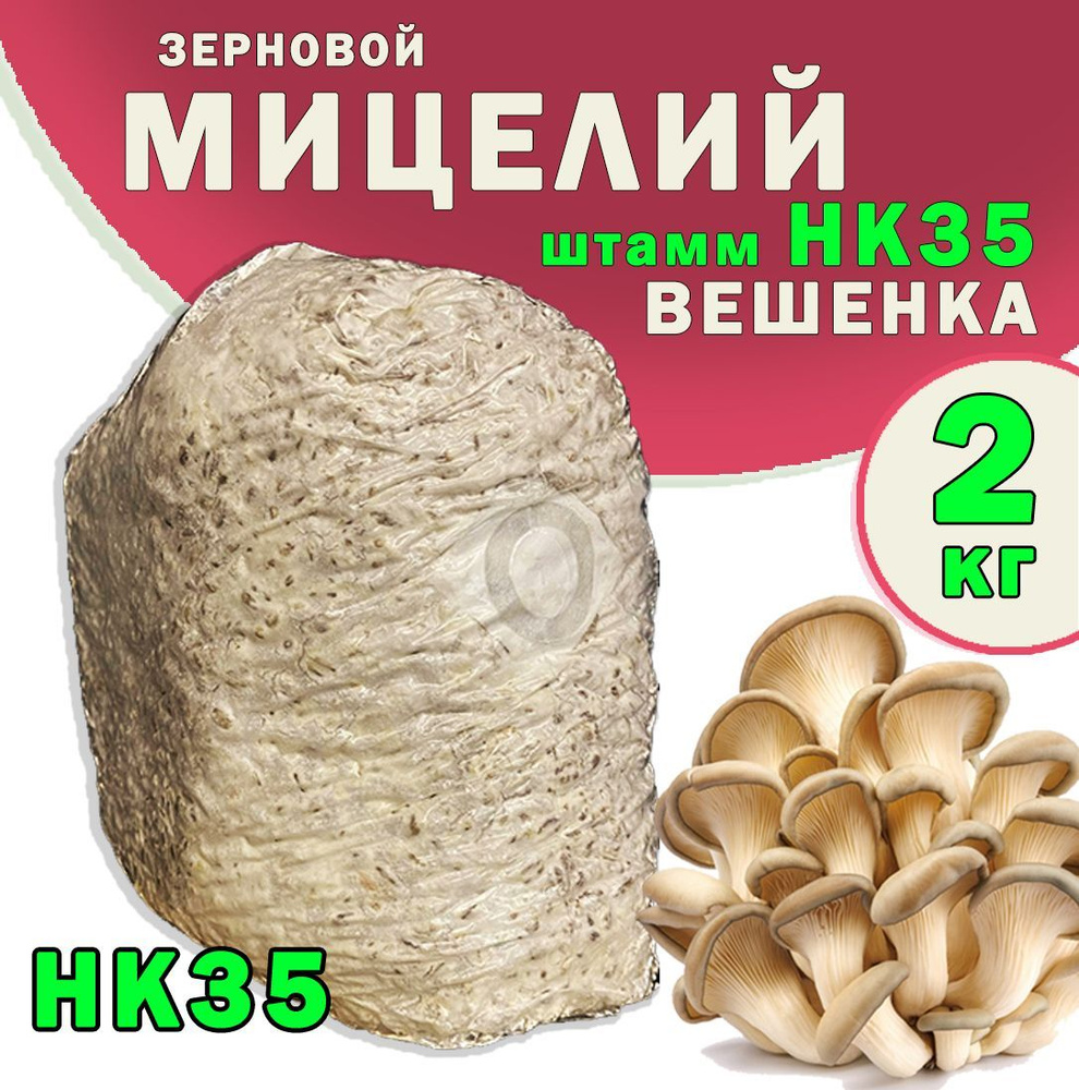 Мицелий грибов вешенка зерновой (штамм НК35) - 2 кг.