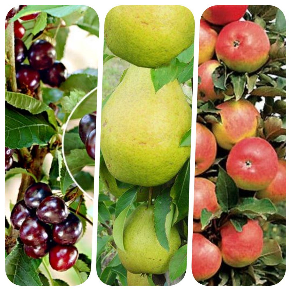 Набор из 3 саженцев (яблоня, груша, вишня колоновидные), "Локоны Санреми"  #1