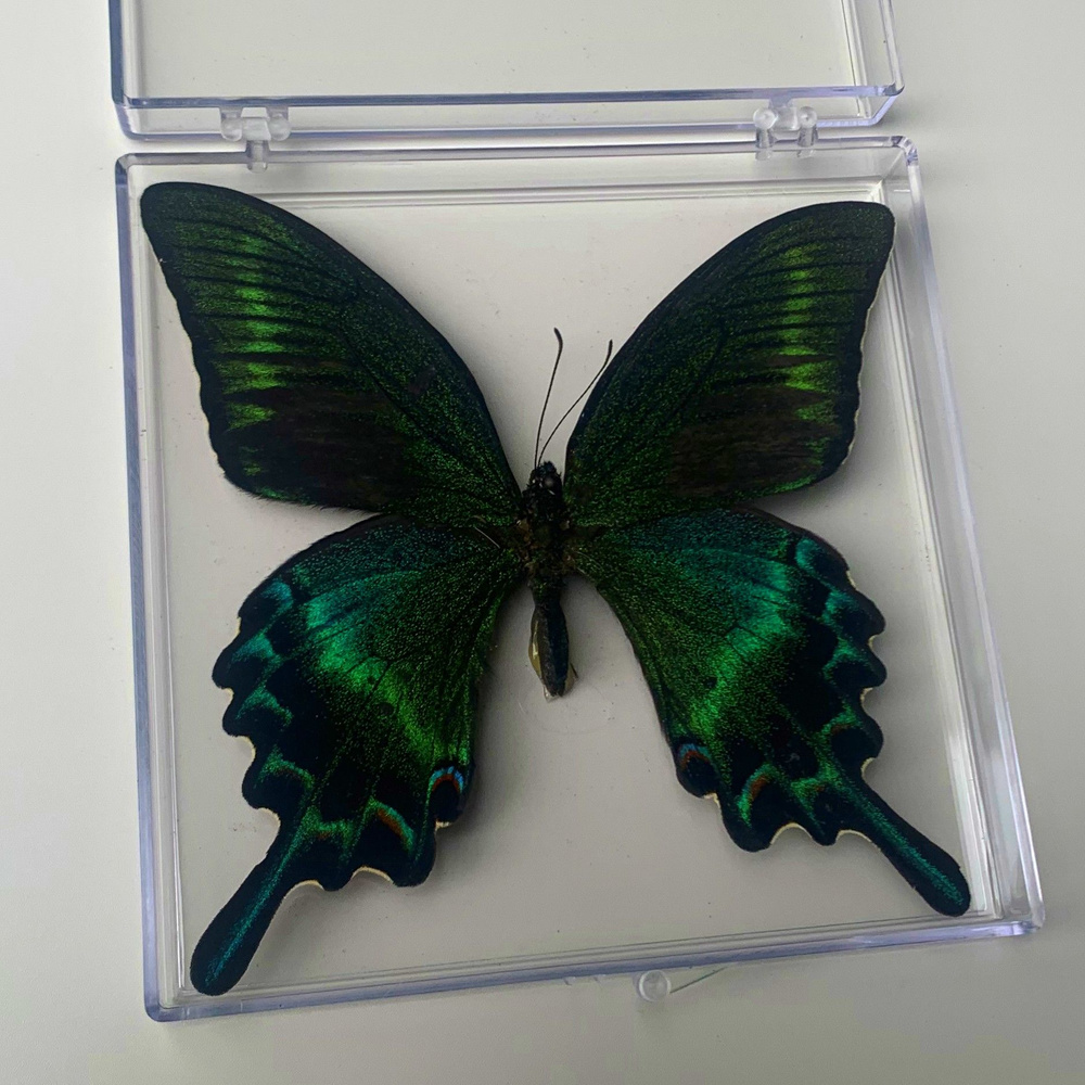 Настоящий образец бабочки в прозрачном боксе,4 купить на OZON по низкой ...