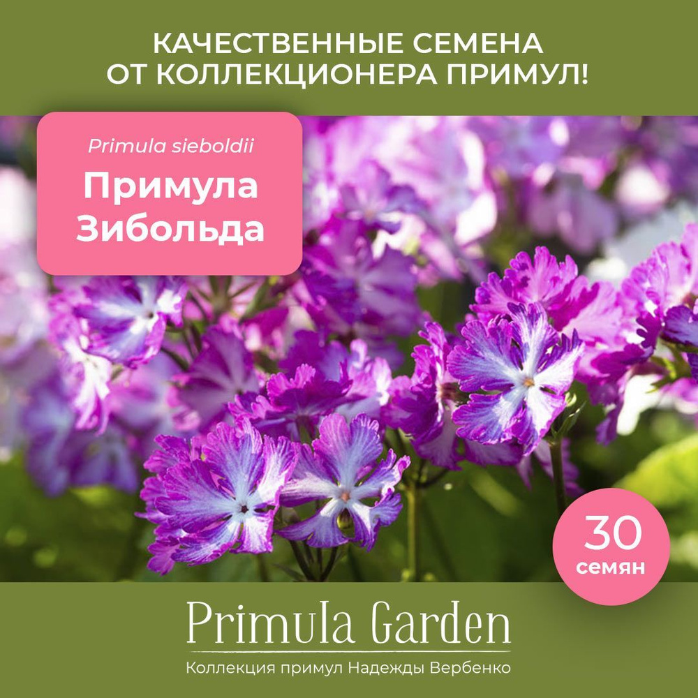 Семена примулы Зибольда, смесь расцветок, 30 штук #1