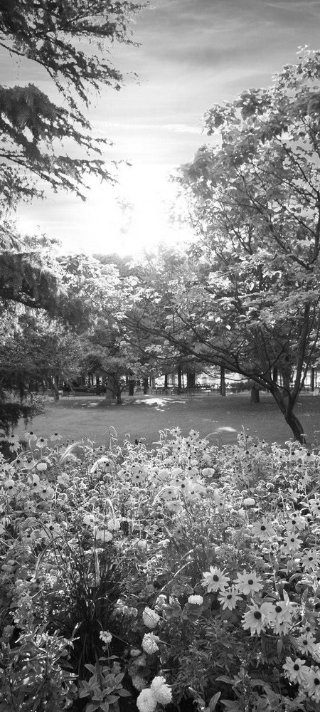 Самоклеящиеся фотообои "Сад с цветами", размер: 90x200 см, эффект: черно-белый, отраженный  #1