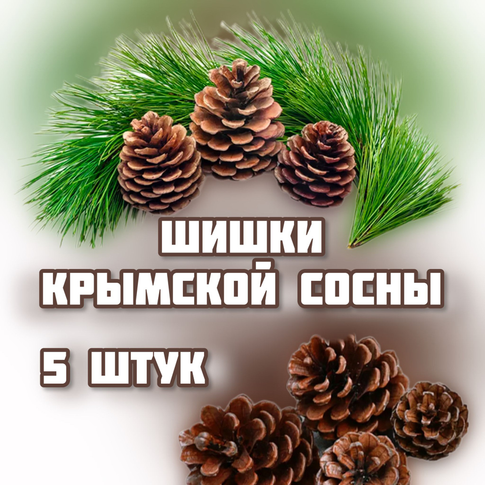 Шишки из крымской сосны большие для поделок и декора, набор 5 штук,  новогодний декор