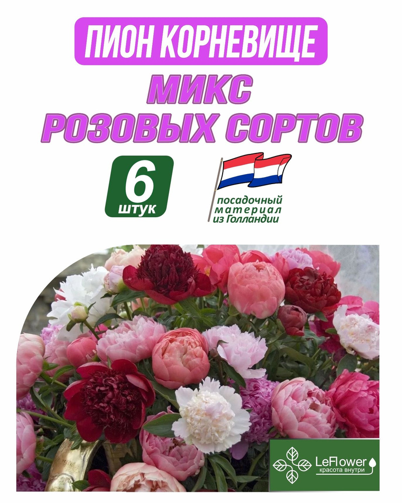 Пион Корневище, Микс розовых сортов, 6шт #1