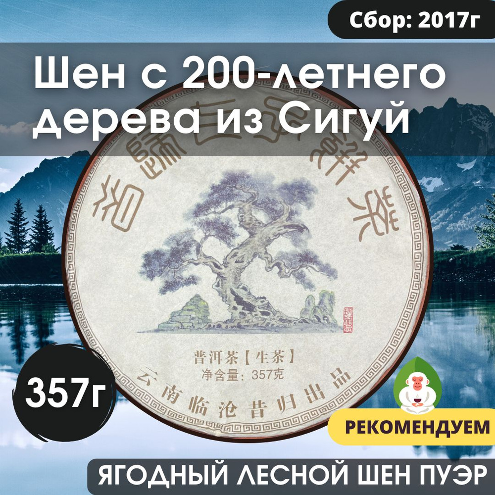 Шен Пуэр с 200-летнего дерева из Сигуй (китайский зеленый чай со старых деревьев округа Линьцан, прессовка #1