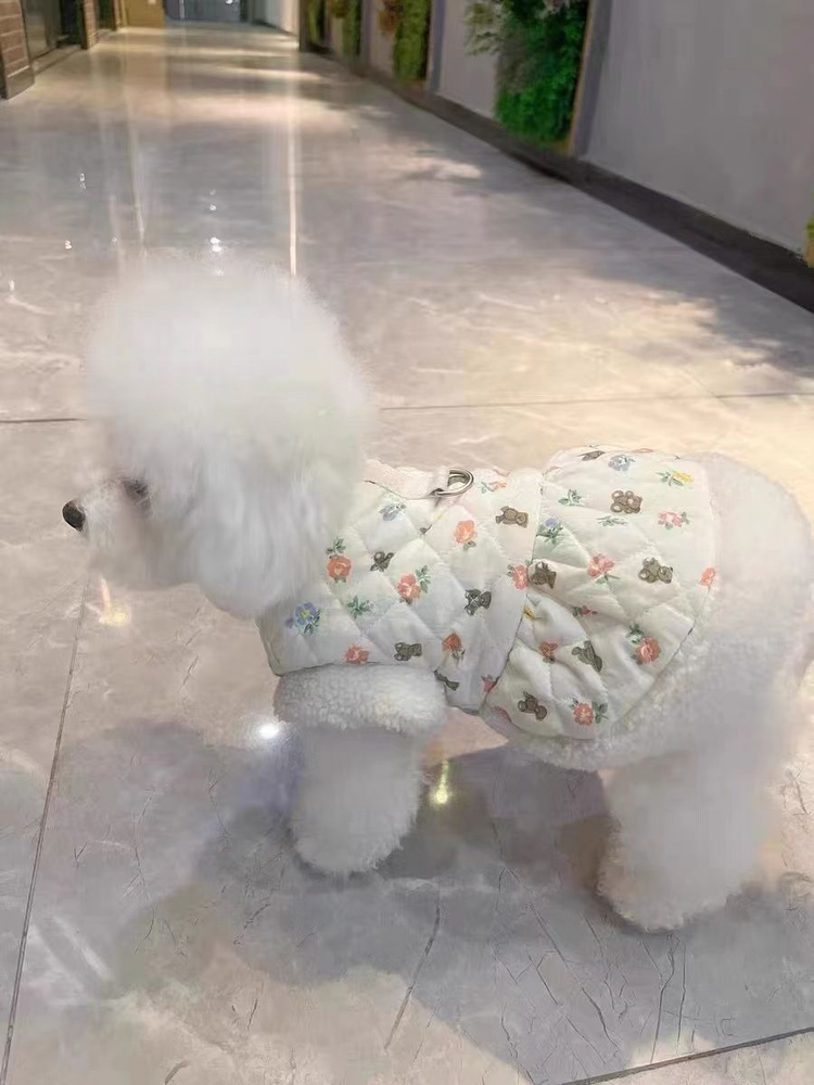 Teddy bichon online