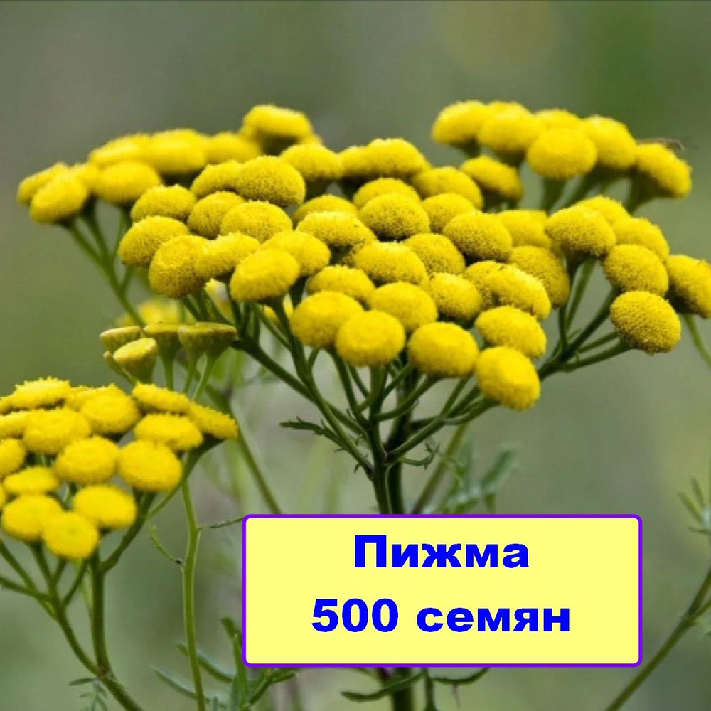 Пижма обыкновенная семена 500 шт