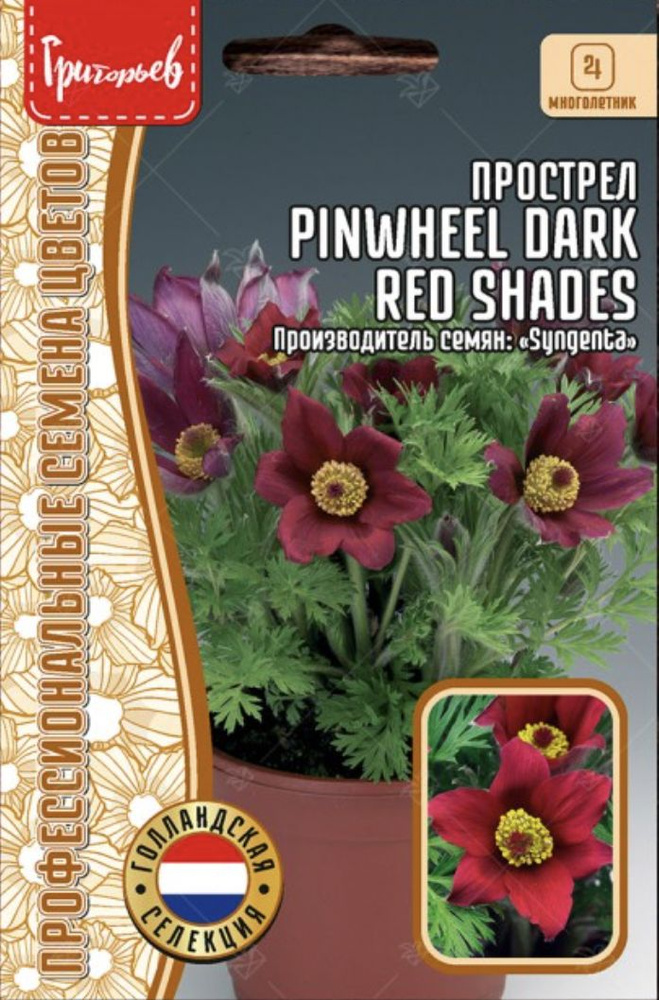 Прострел Pinwheel Dark Red Shades, 1 пакет, семена 3 шт, ЧК #1