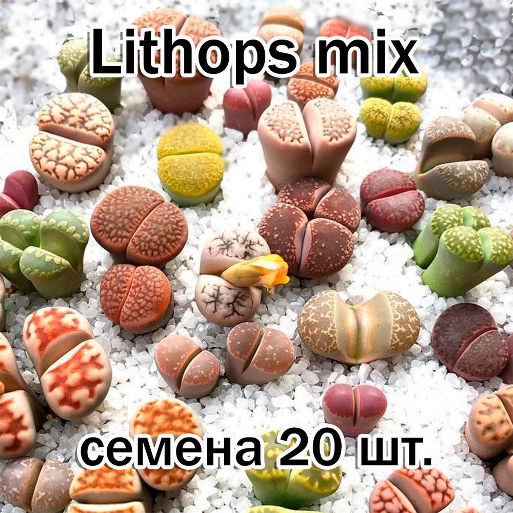 Суккулент Lithops mix (литопсы, живые камни) семена 20 штук смесь видов  #1