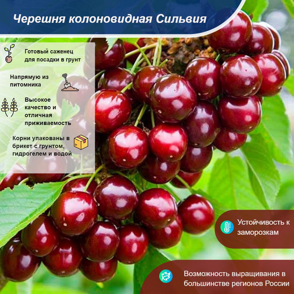 Саженец #1