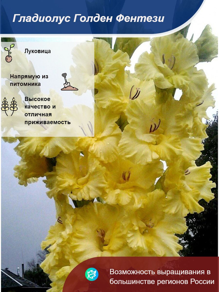 Саженец #1