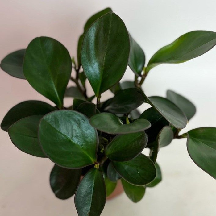 Пеперомия Клузиелистная Туполистная "Ред Маргин" (Peperomia Сlusiifolia ...