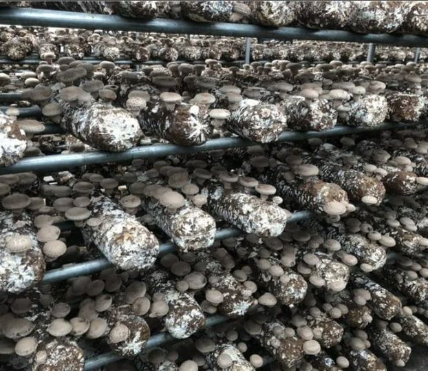 Текст при отключенной в браузере загрузке изображений