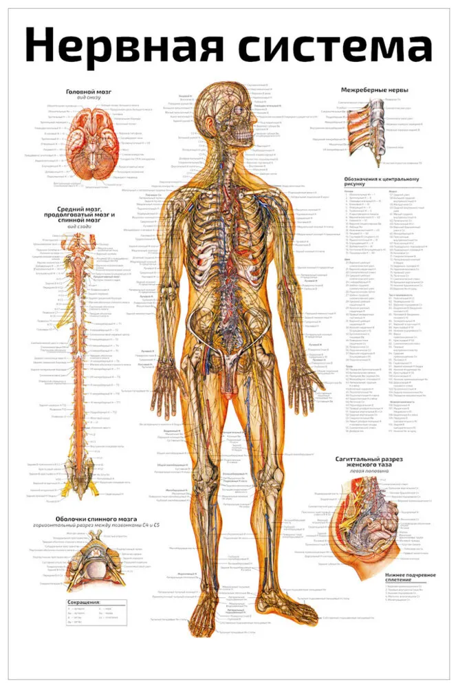 ������ ��������� �2 �������. ������� ������� ����������� ������������� ������ 457x610 �� #1