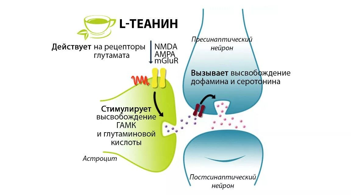 Действует л. Теанин метаболизм. Теанин в чае. Теанин механизм. Л теанин успокающая кислота ?.