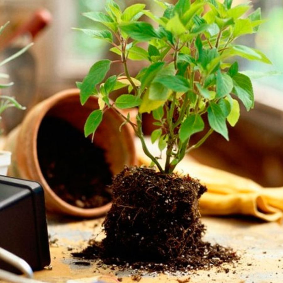 пересадка цветов зимой. пересаживание комнатных растений. пересадка комнатных цветов. пересаживание спатифиллума. посадка и перевалка комнатных растений.