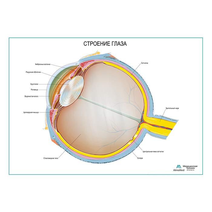 Глаз (анатомия человека), плакат глянцевый А2+, плотная фотобумага от 200г/м2  #1