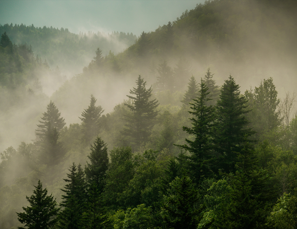 Фотообои флизелиновые на стену 3д GrandPik 2073 "Горный лес в тумане" (ШхВ), 350х270 см  #1