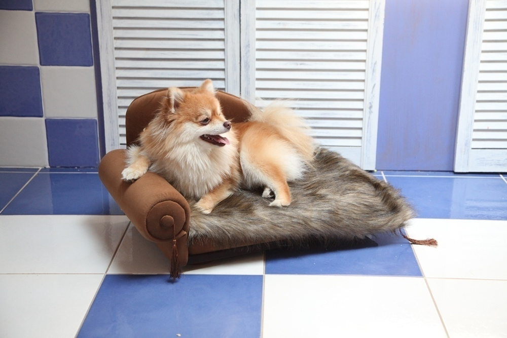 Лежак для собаки. Каким он должен быть?