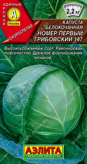 Капуста белокочанная Номер первый Грибовский 100 дней #1