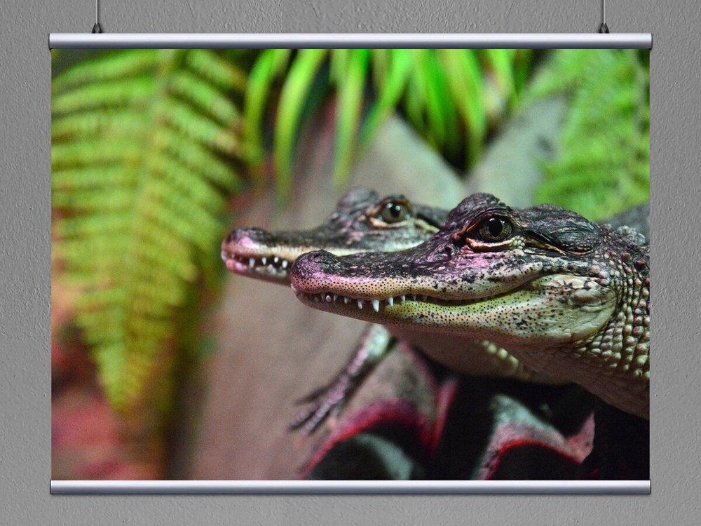 Картина на холсте "Крокодил, аллигатор, рептилия" 120x90 см. с алюминиевым подвесом, в тубусе - купить по низкой цене в интернет-магазине OZON (492824035)