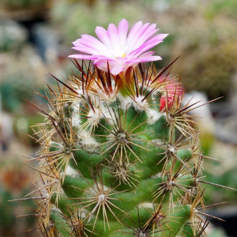 Суккулент Кактус Coryphantha pusilliflora семена (10 ШТ) #1