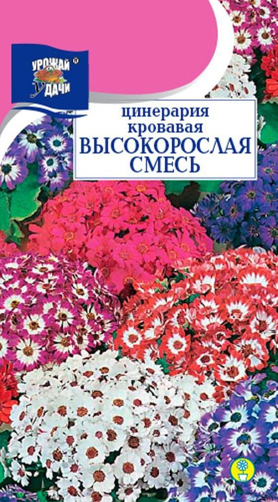 Цинерария Кровавая Смесь высокорослая (Семена УРОЖАЙ УДАЧИ, 0,01 г семян в упаковке)  #1