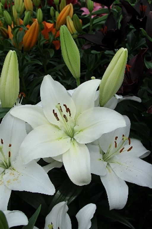 Лилия Нензи 10 щт #1