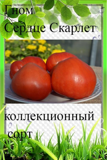 Томат Гном сладкая Скарлетт. Семена сердечко под помидоры можно. Томат сердце Скарлетт отзывы фото.