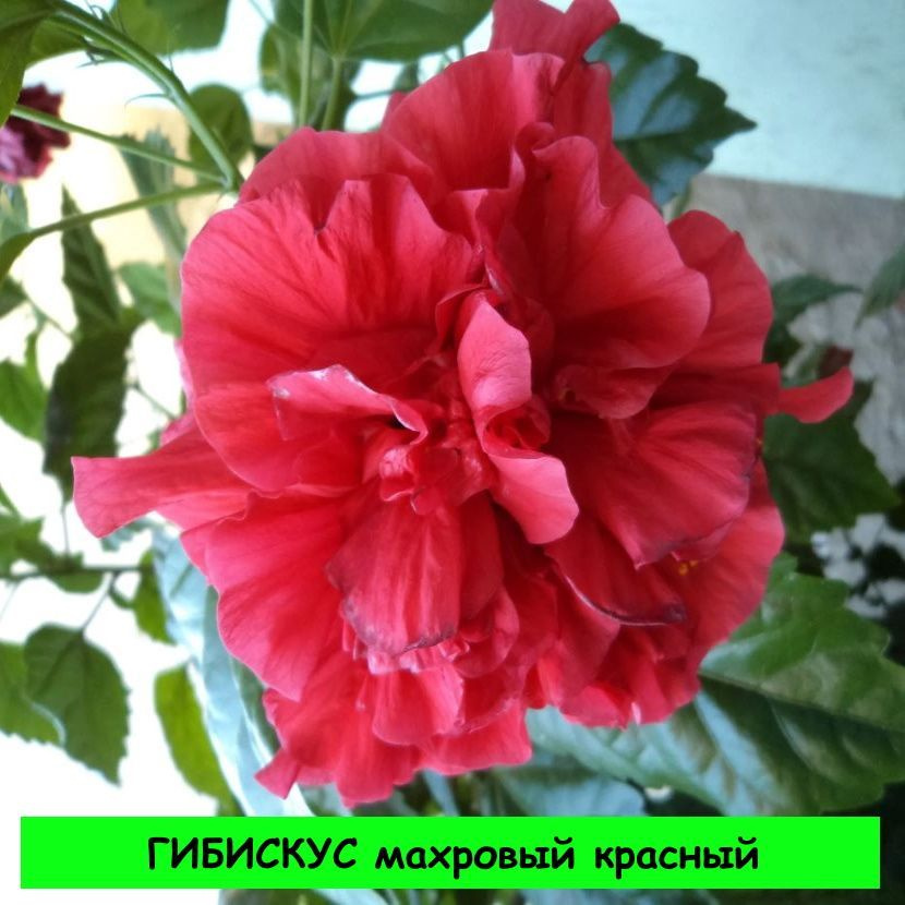 Гибискус комнатный фото цветок с красными цветами Комнатные растения красный, 1 шт - купить по выгодной цене в интернет-магазине O