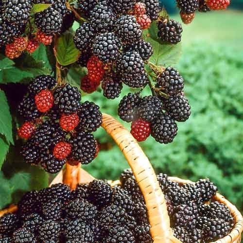 Малина черная Бристоль / саженец малины - купить с доставкой по ...