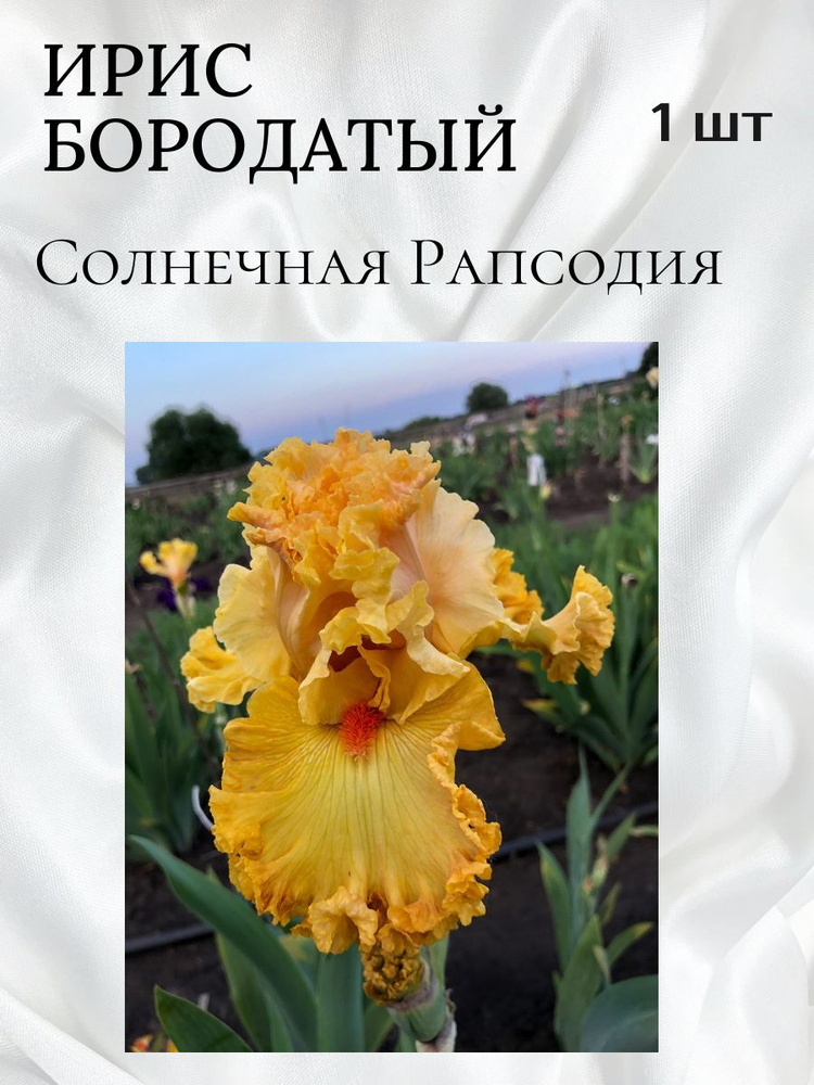 Луковицы купить по выгодной цене в интернет-магазине OZON (1278556010)