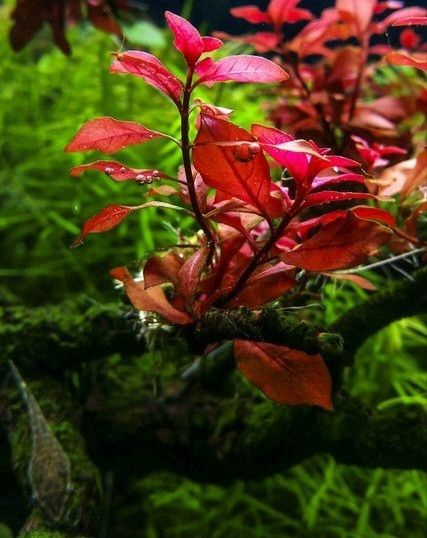 Людвигия Cупер Ред (Ludwigia sp. Red). - купить с доставкой по выгодным ...